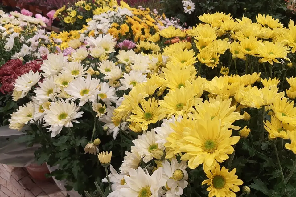 Le Jardin De Colette