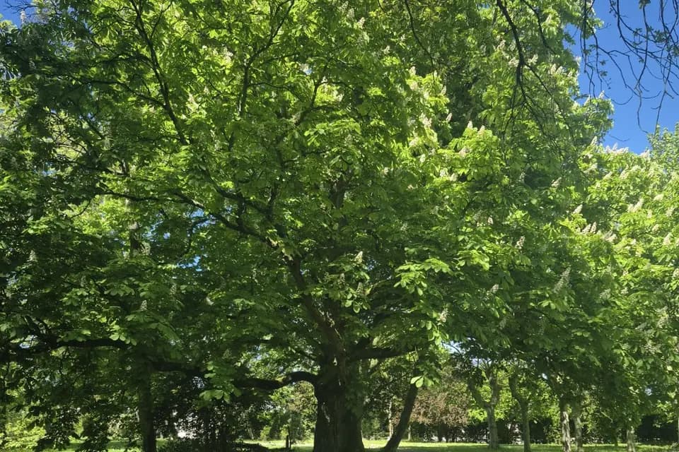 Manoir - Château de Saint-Gaudens — photo 8