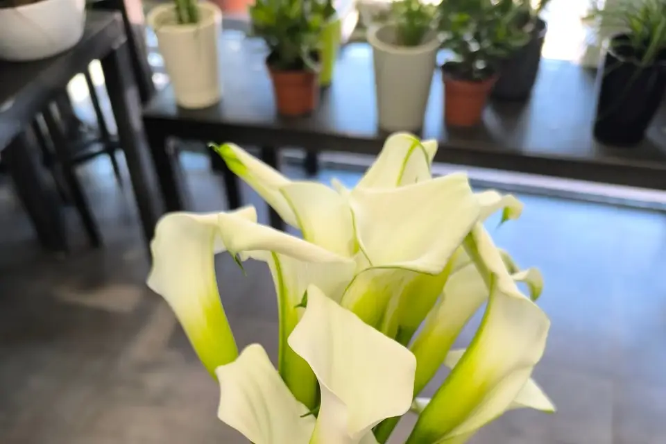 Graines d'Automne — photo 4