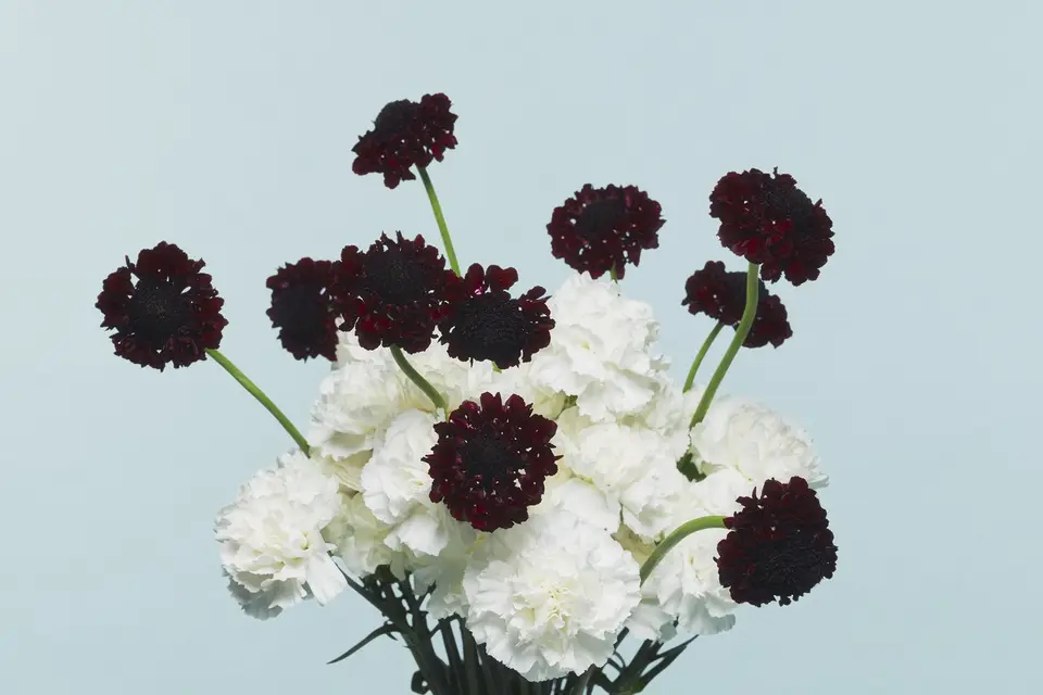 Mother Paris — photo 7