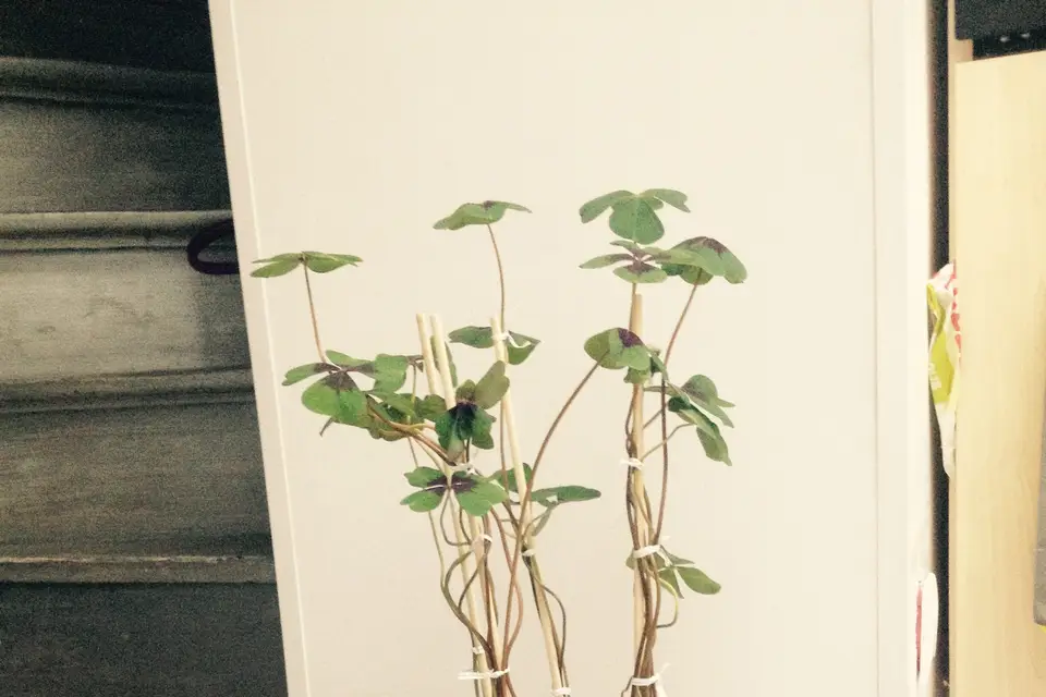 L'Arbre Symbolique — photo 8