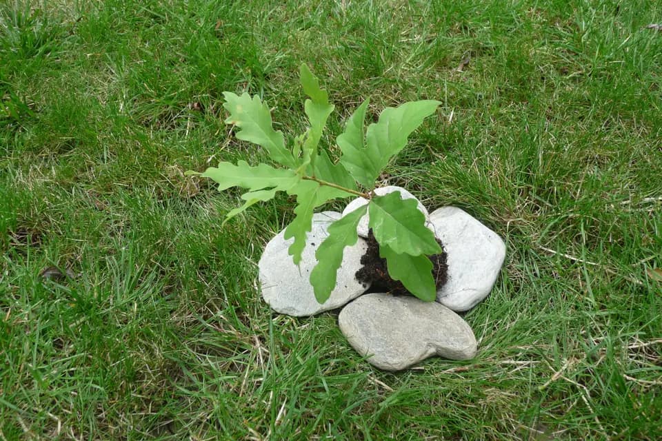 L'Arbre Symbolique — photo 6