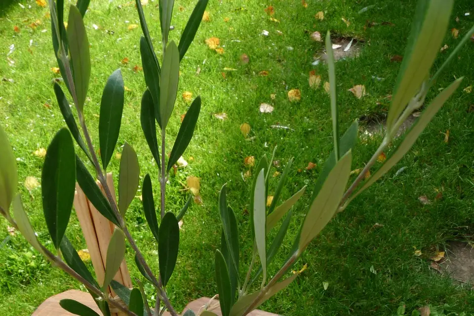 L'Arbre Symbolique — photo 1