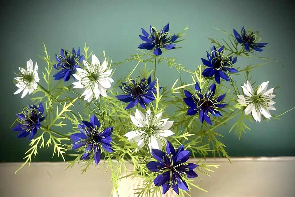 Jolis Songes — photo 7