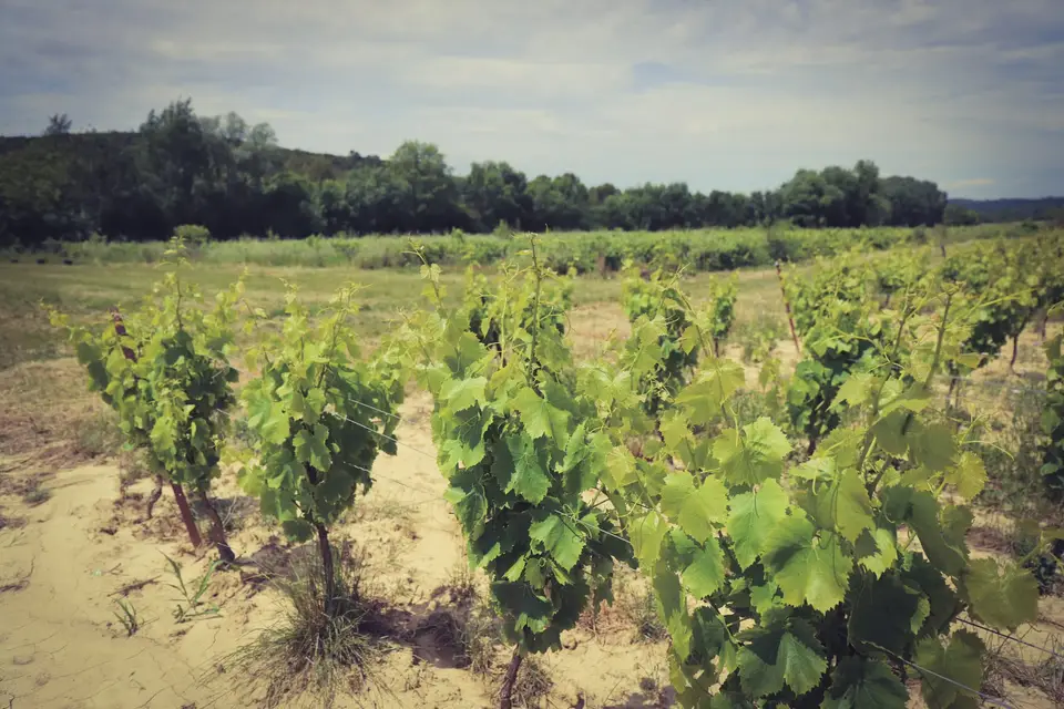 Elegance Palace — photo 6