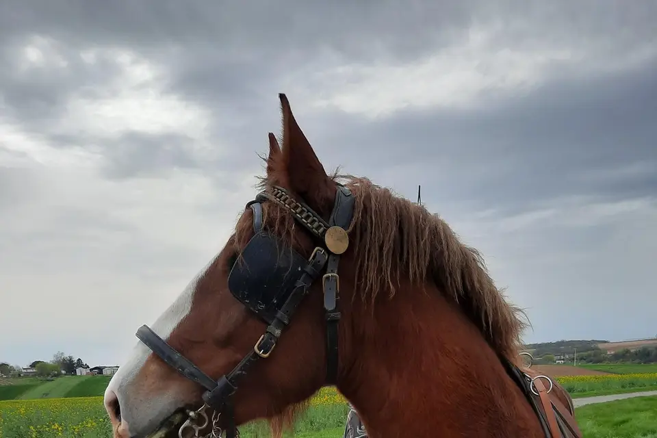 La Dompierroise — photo 2