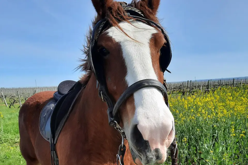 La Dompierroise — photo 1