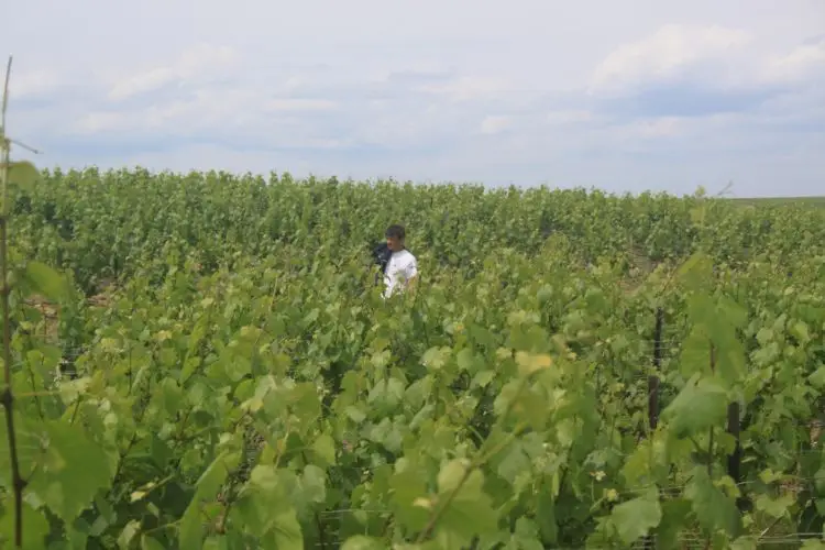 Champagne Régis Emery — photo 4