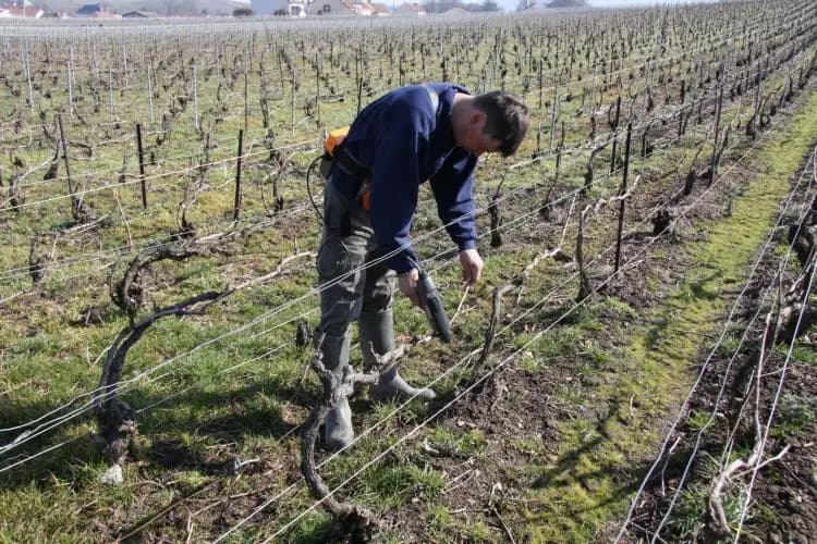 Champagne Régis Emery — photo 3