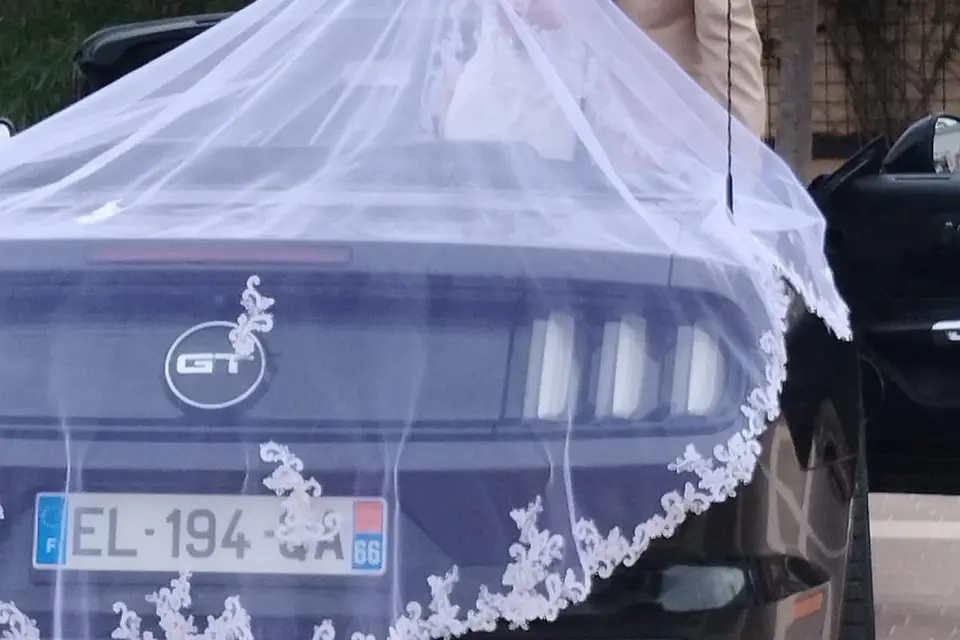 Sandyan Horse — photo 5