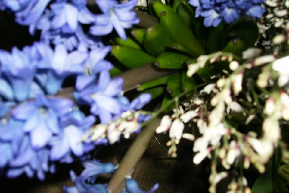 Annick kontler Atelier Végétal — photo 4