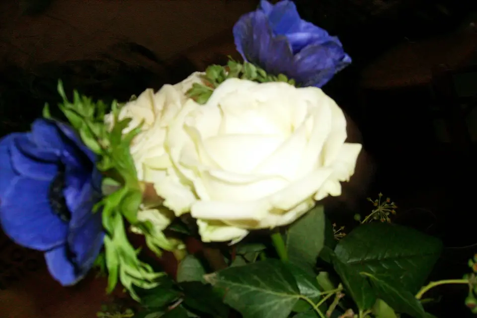 Annick kontler Atelier Végétal — photo 1