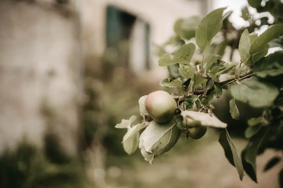 La Mulotière — photo 7