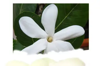 Archipel Parfums - Bougies parfumées