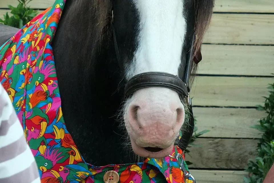 Arnimation — photo 6