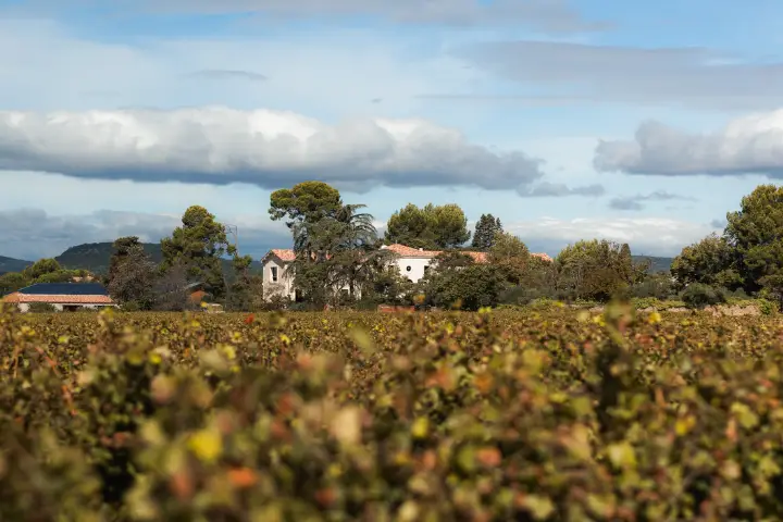 Domaine Saint Jean de Roca — photo 5