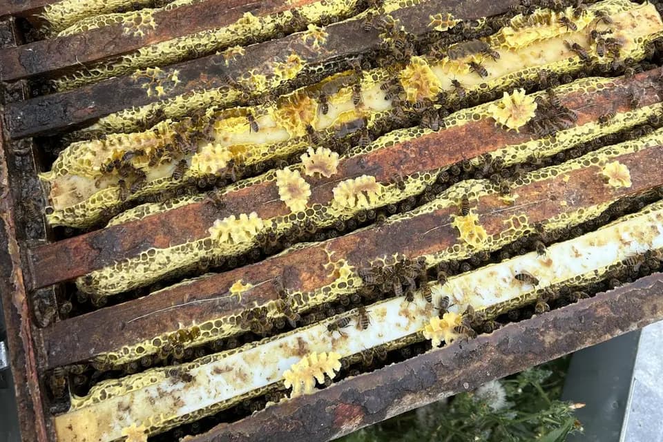 La Miellerie Tourangelle — photo 6