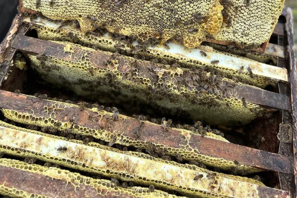 La Miellerie Tourangelle — photo 7