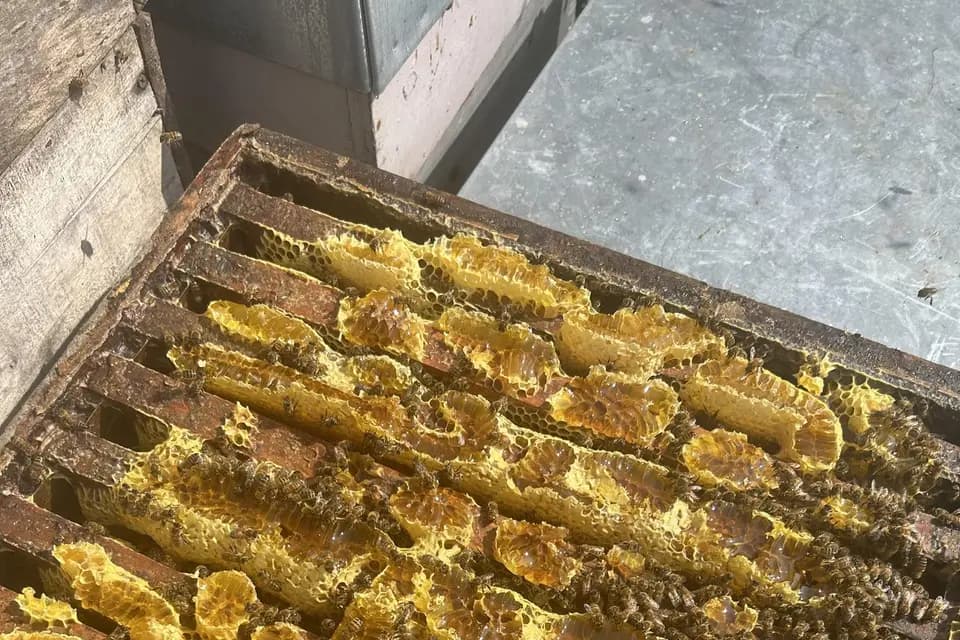 La Miellerie Tourangelle — photo 8