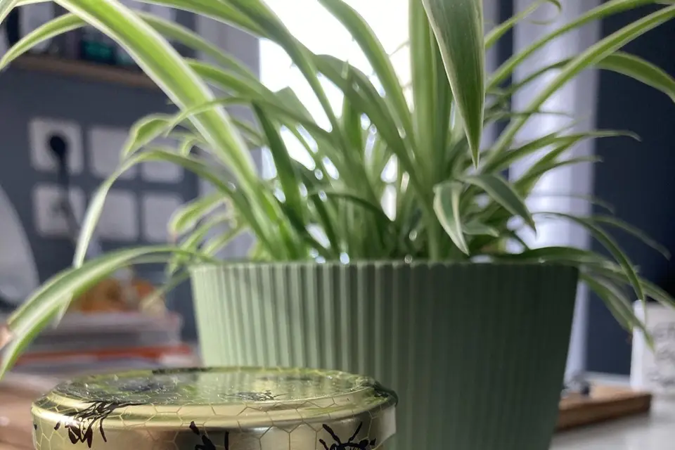 La Miellerie Tourangelle — photo 1