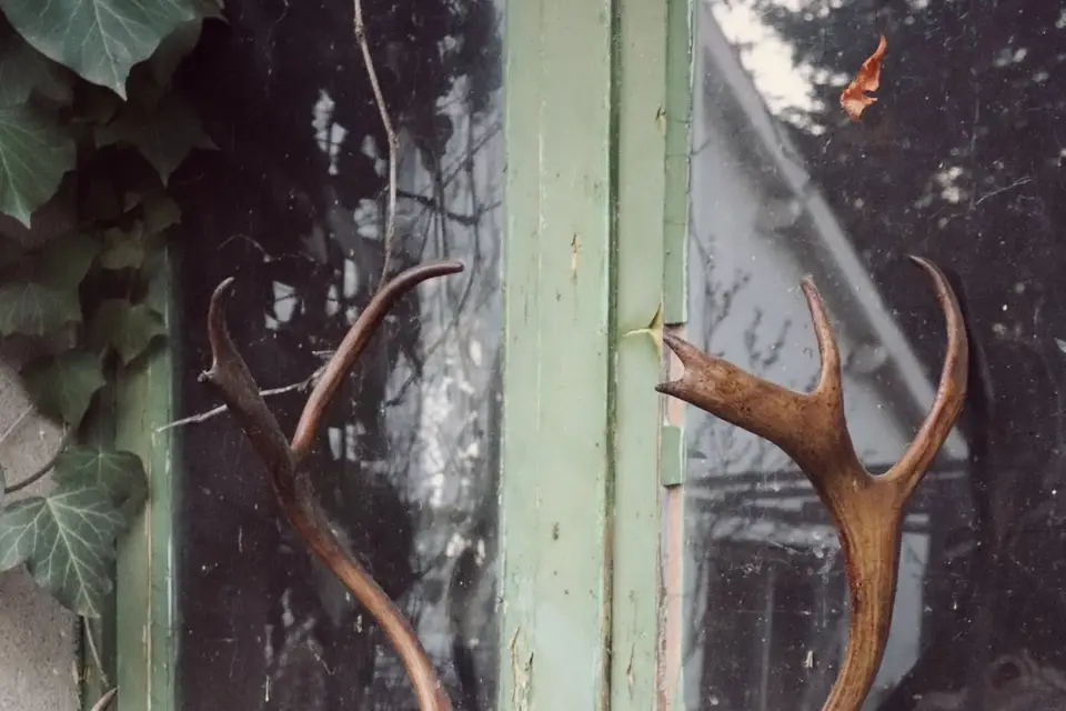 Willow Location — photo 7