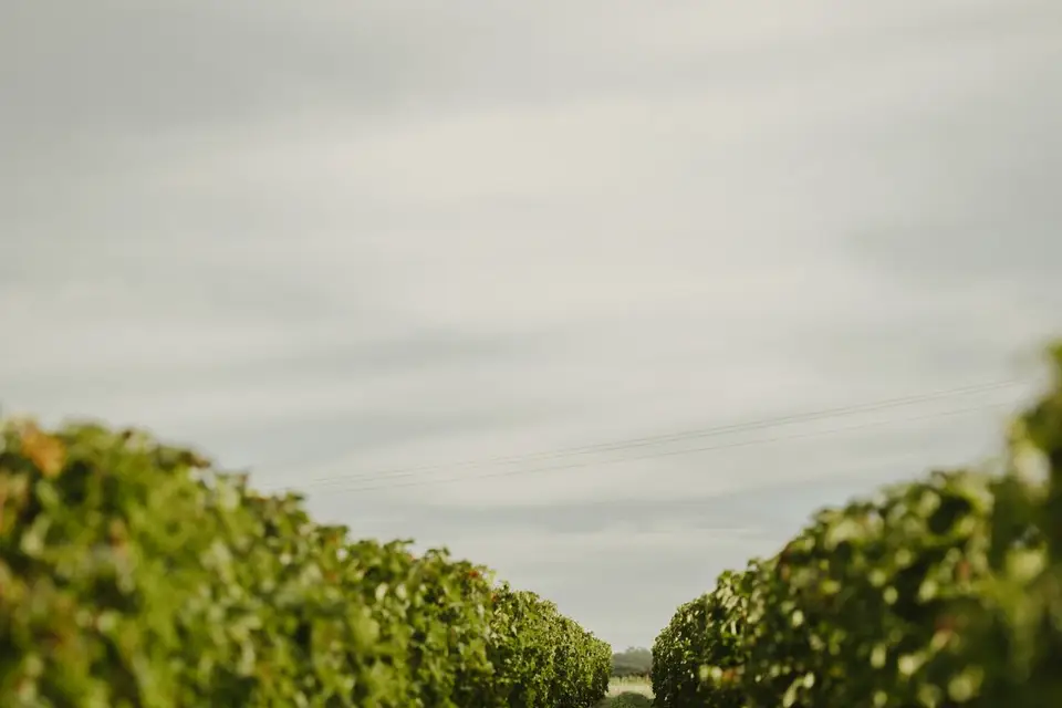 Domaine de Villeneuve — photo 7