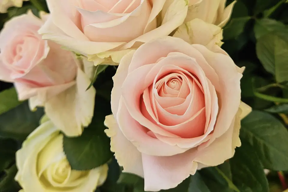 Cascade de Fleurs — photo 6