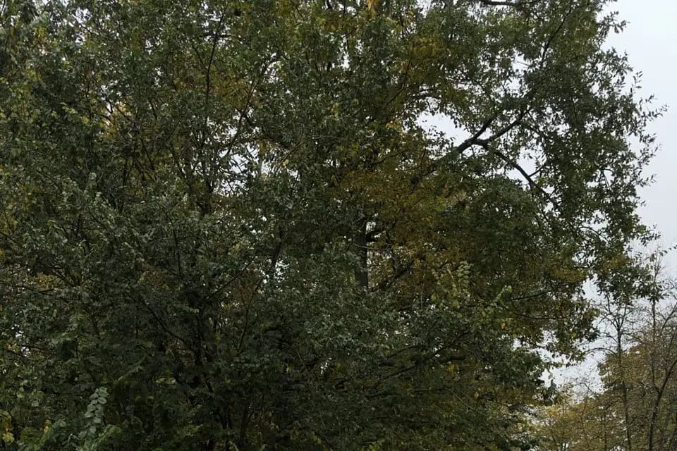 VTC Fast — photo 2