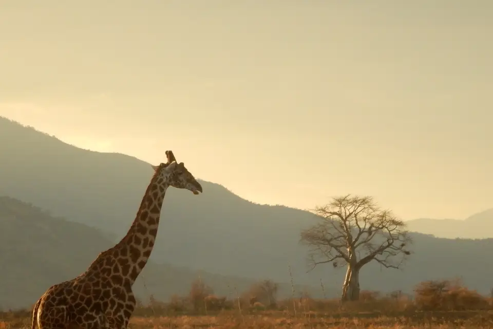 Rêve de Voyage - Travel Planner — photo 6