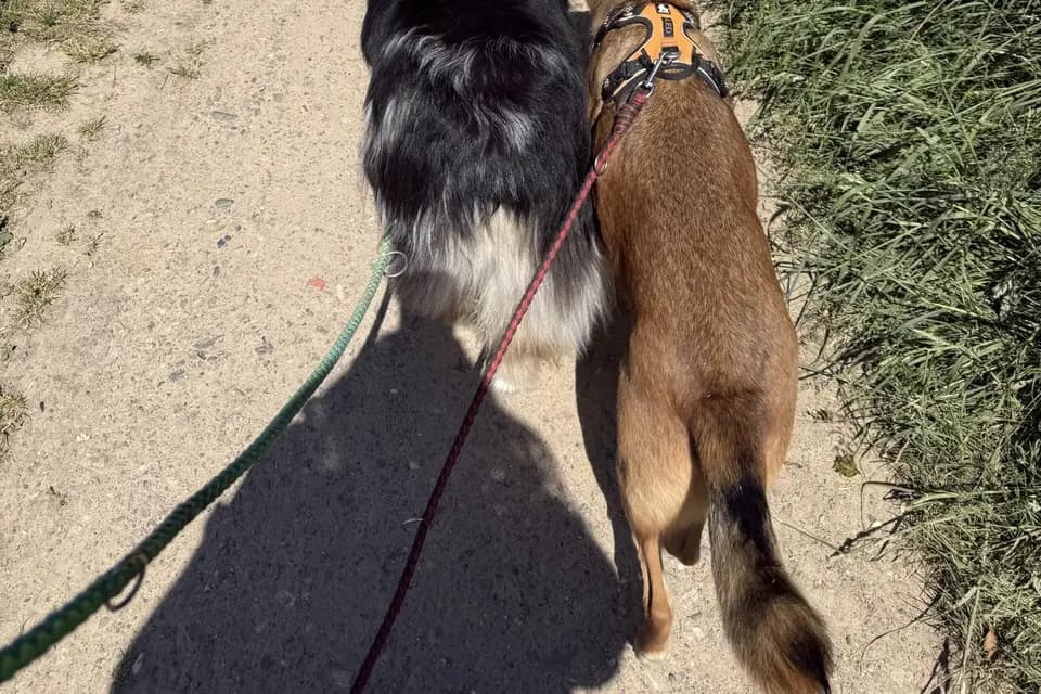 Cani Stras — photo 5