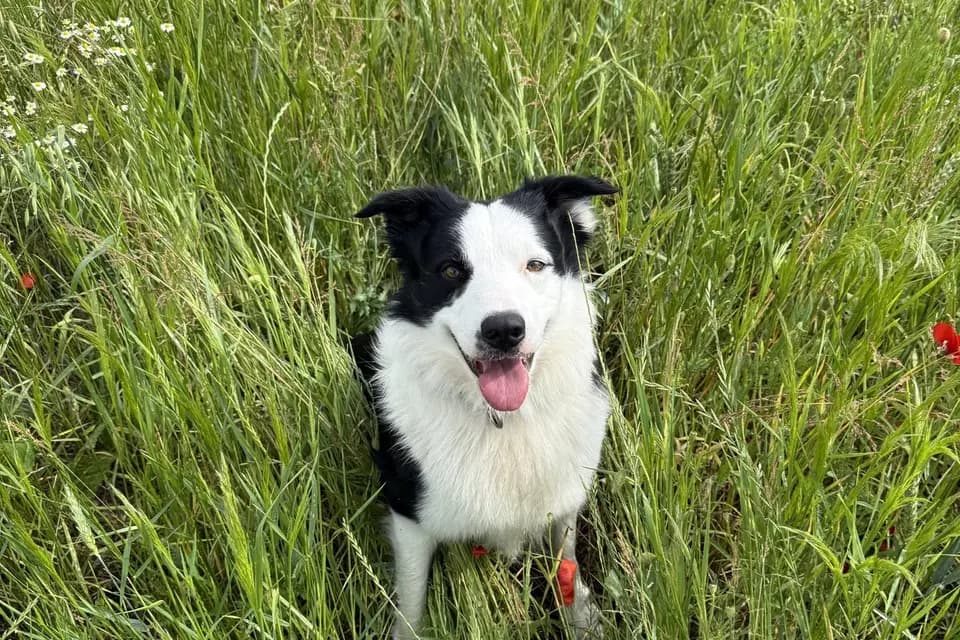 Cani Stras — photo 4