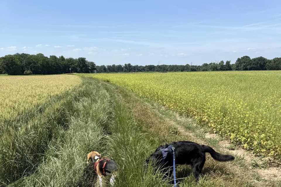 Cani Stras — photo 7