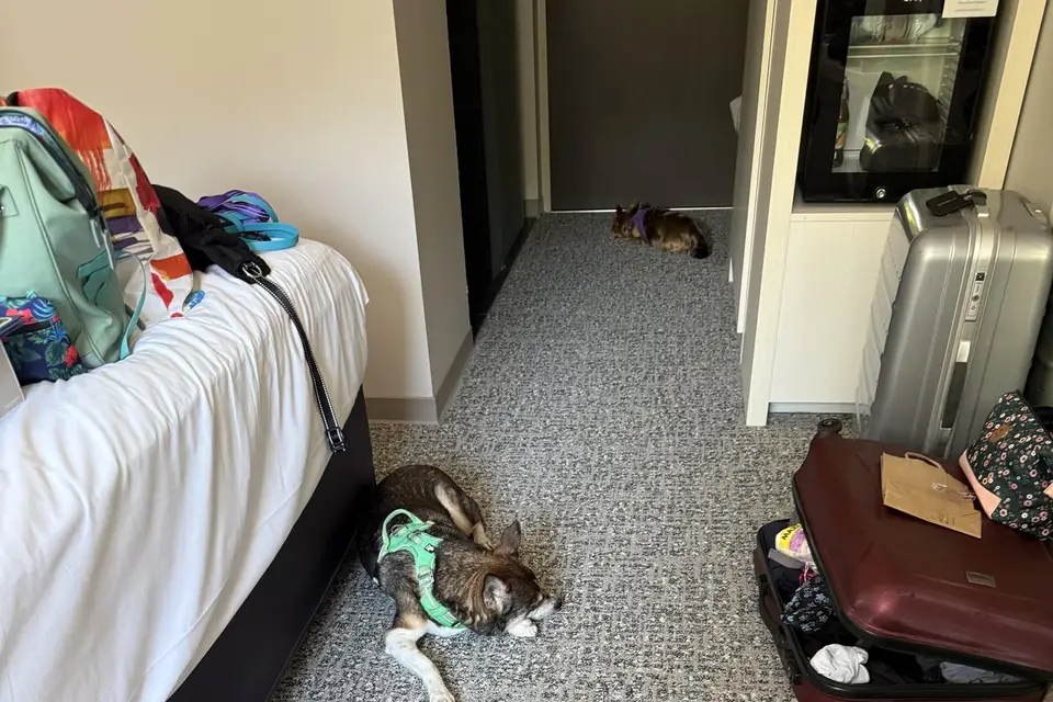 Cani Stras — photo 2