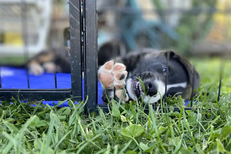 Cani Stras — photo 8