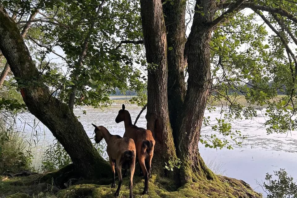 Domaine de la Flandrine — photo 8