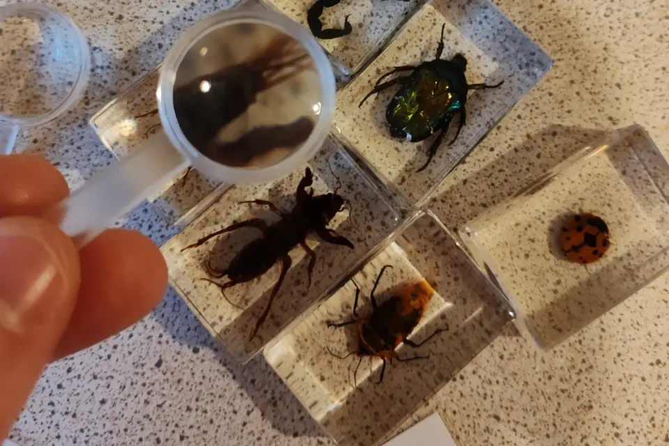 Les Savants Fous Annonay-Valence — photo 2