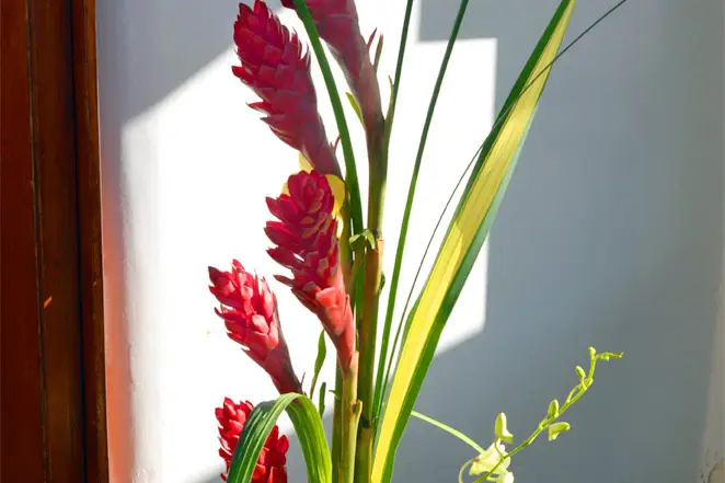 Fleurs Lointaines — photo 6