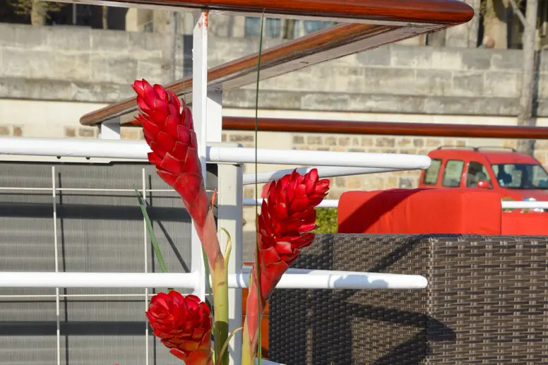 Fleurs Lointaines — photo 8