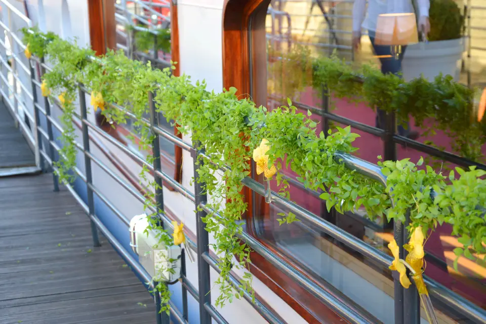 Fleurs Lointaines — photo 2