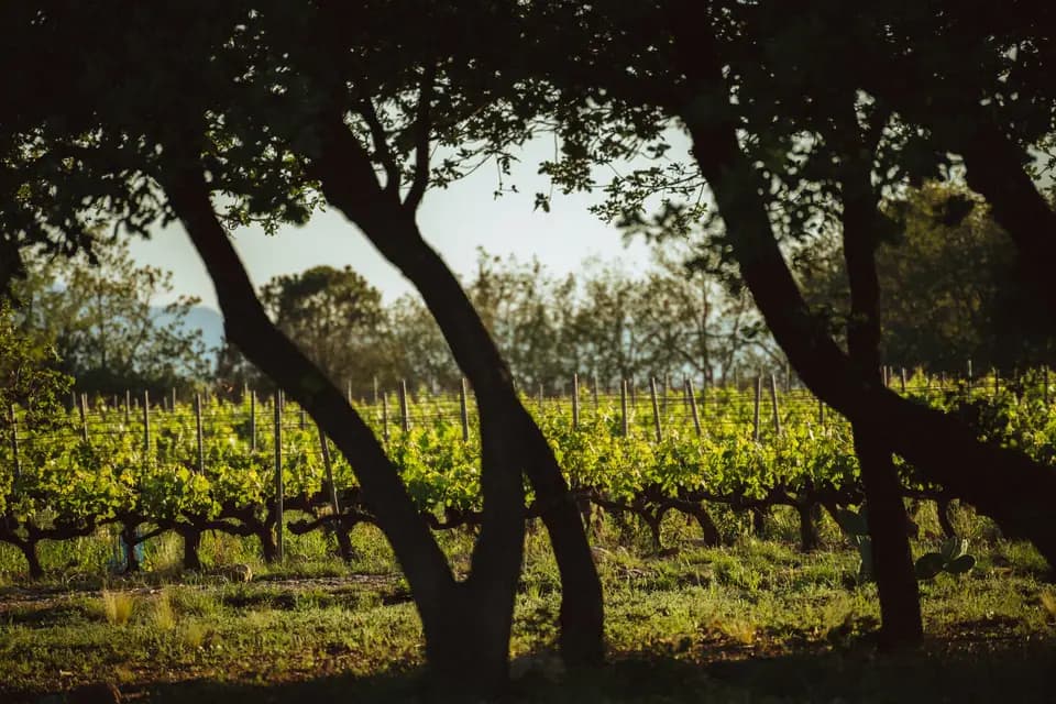 Domaine Sol Payré — photo 1
