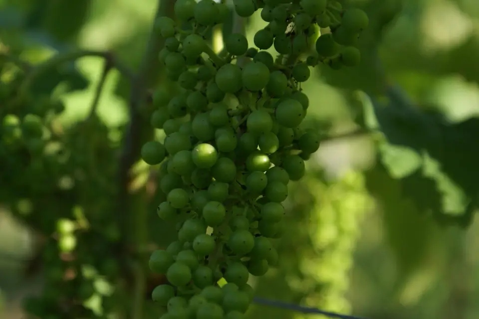 Le Domaine de Revel — photo 5