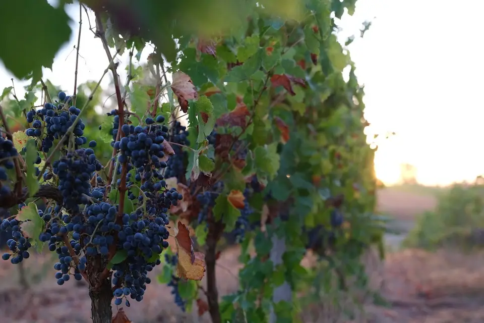 Le Domaine de Revel — photo 4