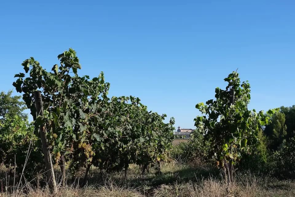 Le Domaine de Revel — photo 8