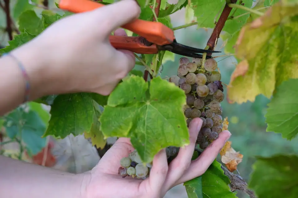 Le Domaine de Revel — photo 6