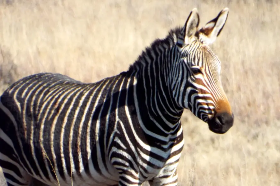 Échappée Australe — photo 5