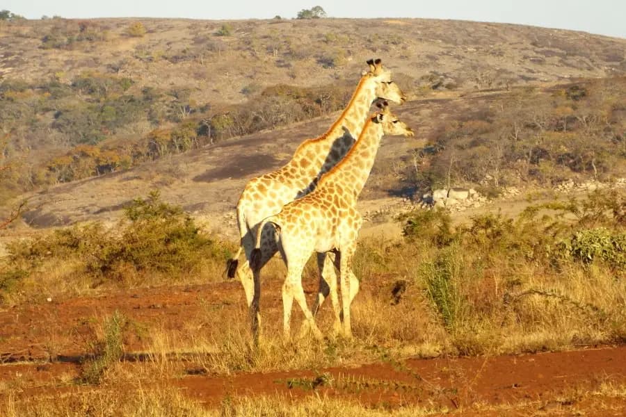 Échappée Australe — photo 7