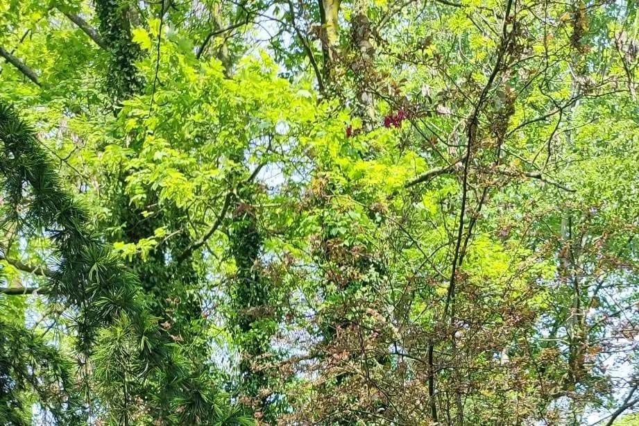 Le Manoir de la Mantille — photo 8