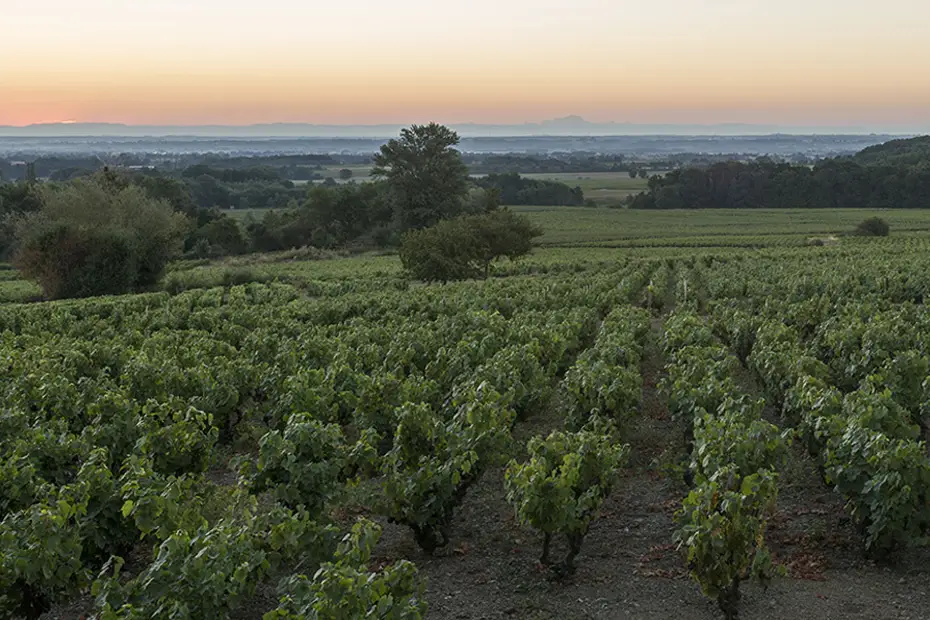 Domaine Morgon La Javernière — photo 2