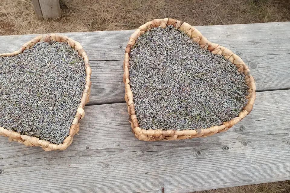 Les Virées Cévénoles — photo 4