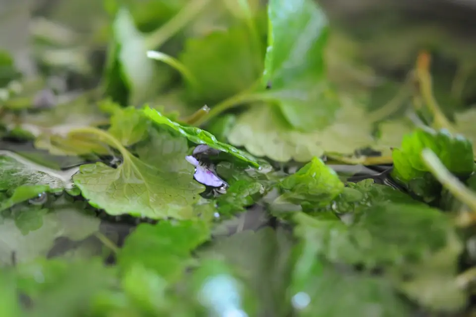 La Mandoline — photo 6